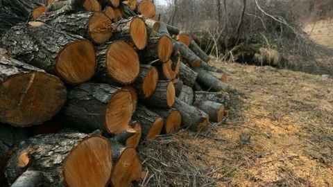 Cut Tree Logs Stack Piled Near River. Country Rural Scene Countryside Background Stock Footage 177566195