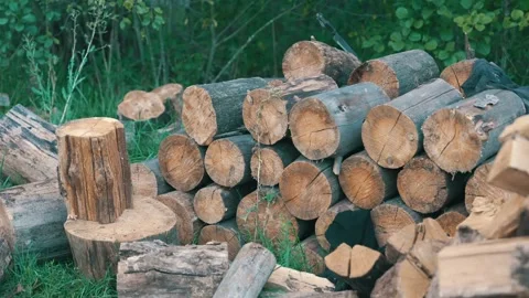Cut Tree Logs Stacked for Firewood Processing. Industrial Timber Harvesting Stock Footage 317587164
