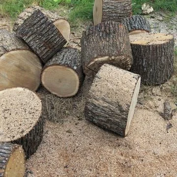 Cut tree logs stacked on the ground, surrounded by grass and sawdust Stock Photos