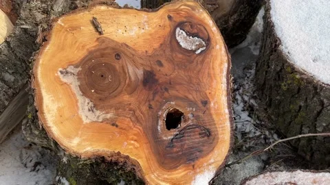 A cut of a tree that looks like a human face Stock Footage 171426777