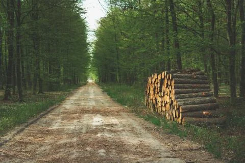 Cut tree lying by the road in the forest Stock Photos