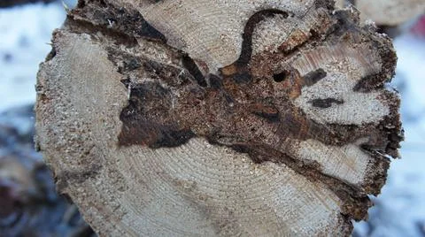 Cut of a tree with a natural pattern Stock Photos