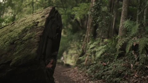 Cut Tree Over Path in Mountain Forest - Pan right Tilt up Stock Footage 145886953