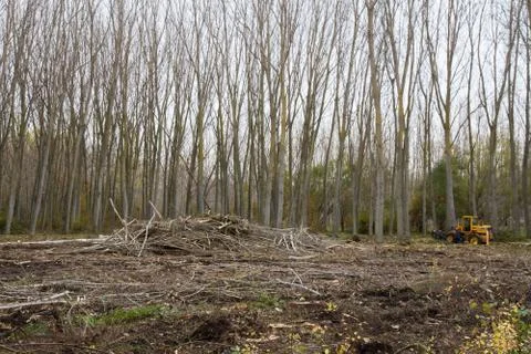 Cut tree 写真素材