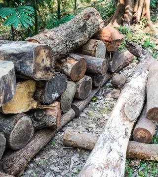 Cut tree 库存照片