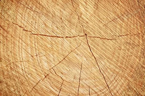 Cut tree Stock Photos