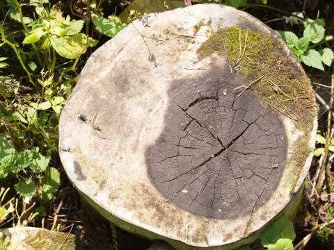 Cut of a tree Stock Photos