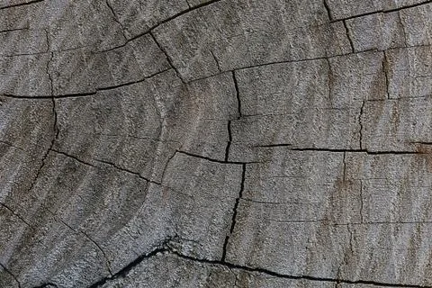 The cut of a tree Stock Photos