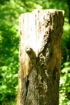 Cut Tree Stock Photos