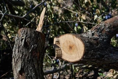 Cut tree Stock Photos