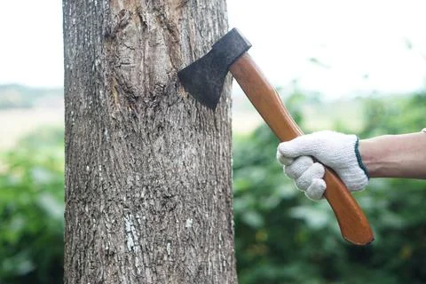 Cut tree Stock Photos