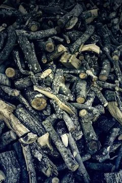 Cut tree pieces Foto stock