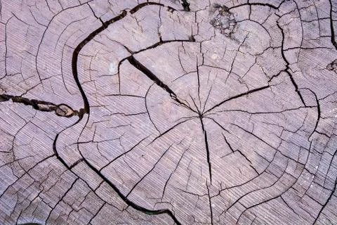 Cut tree with rings Stock Photos