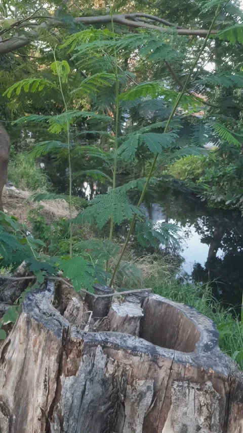 Cut Tree on the Riverbank, Vertical 4k Footage Stock-Footage 336482400