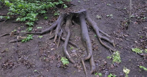 Cut tree roots Stock Footage 195701251