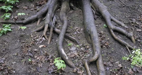 Cut tree roots 库存影片 195701358