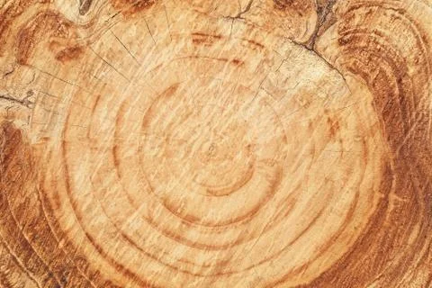 Cut tree section Foto stock