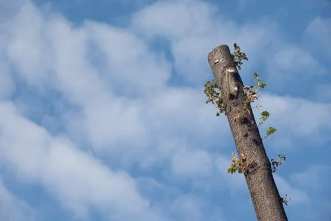 Cut Tree Sky Stock Photos