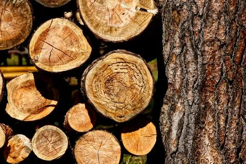 A cut tree stacked in a pile in the forest Stock Photos