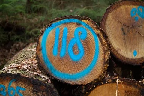 Cut tree stem marked number 118 Stock Photos
