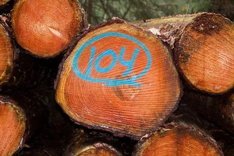 Cut tree stem marked number 104 Stock Photos