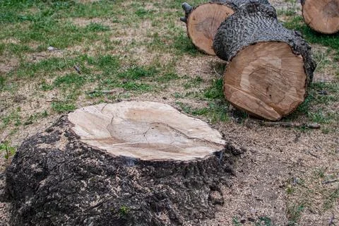 Cut Tree Stump And Logs Stock-Fotos