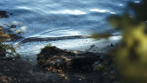 Cut tree stump on the beach. Calm lake waves Видео 94116277