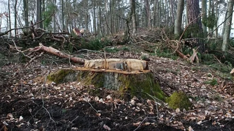 Cut Tree Stump with Broken Branches and Wood Shavings Scobs in Devastated Forest Vídeos de archivo 237508191