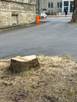 Cut tree stump in city space with road barrier parking area and urban background Stock Photos