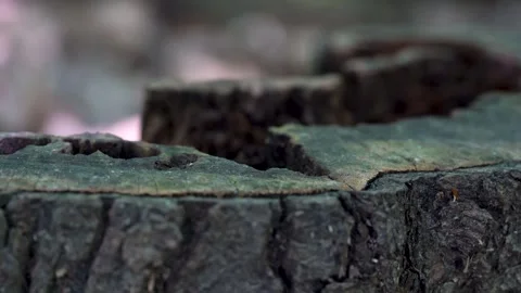 Cut tree stump in the forest close up 4K 스톡 동영상 293401631