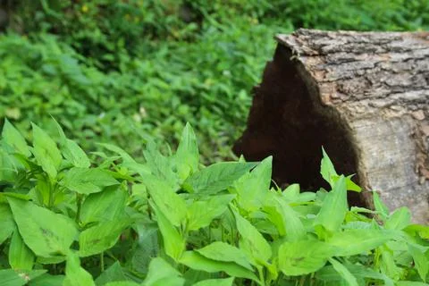 Cut tree stump in the forest Stock Photos
