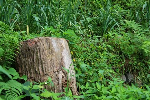 Cut tree stump in the forest Stock Photos