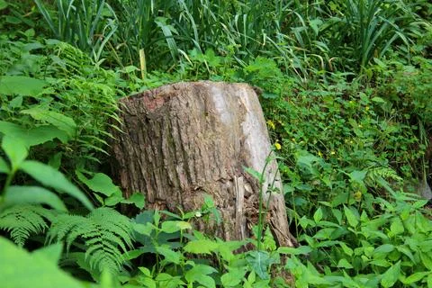 Cut tree stump in the forest Stock Photos
