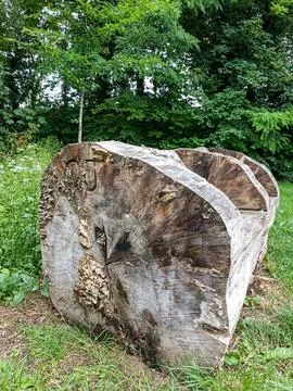 Cut tree stump in forest Stockfoto's