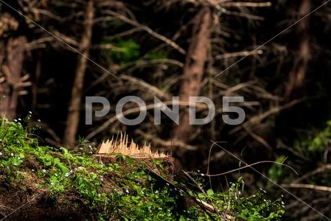 Cut tree stump with jagged raised wood spine Stock Photos