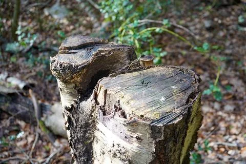 Cut Tree Stump On Mossy Forest Floor Stock-Fotos