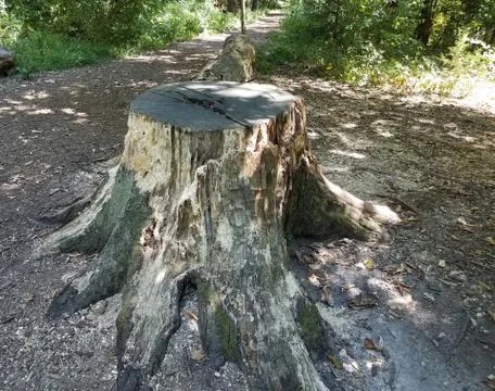 Cut tree stump with path and trees in forest Stock Photos