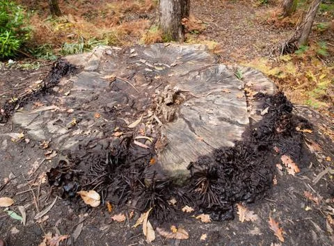 Cut tree stump Stock Photos