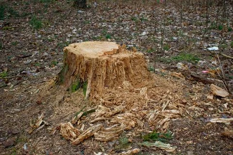 A cut of a tree, a stump from a pine. The concept of cutting down trees. Stock Photos