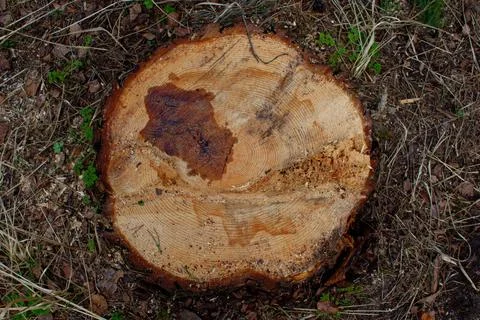 A cut of a tree, a stump from a pine. The concept of cutting down trees. Stock Photos