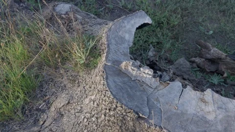 Cut Tree Stump Showing Tree Removal and Environmental Impact Video stock 346991900