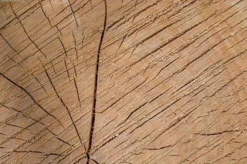 Cut tree stump surface as a background Stock Photos