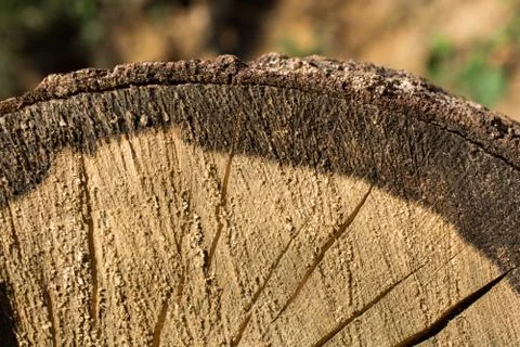 Cut tree stump surface as a background Stock-Fotos
