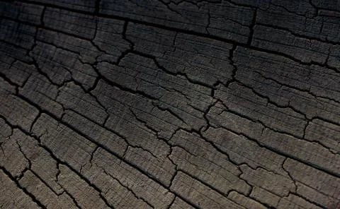 Cut tree stump surface as a background Stock Photos