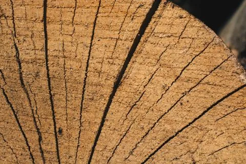 Cut tree stump surface as a background Stock Photos