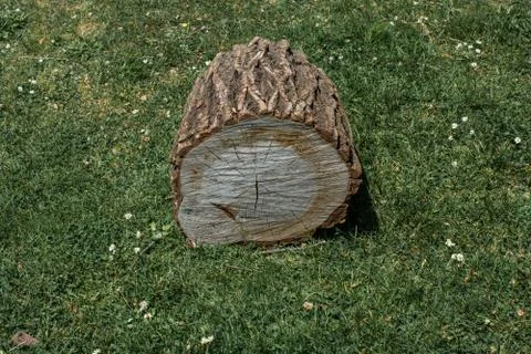 Cut tree stump in view 스톡 사진