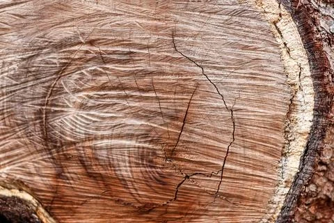 Cut tree stump wood texture. Stock Photos