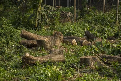Cut tree stumps and logs show that deforestation engendering environment. Stock Photos