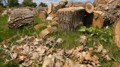 Cut tree stumps lies on the grass. Deforestation in the countryside. Bright blue Stock Footage 120134869
