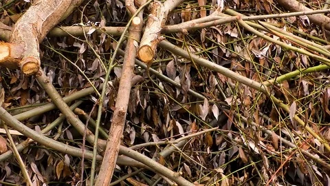 Cut Tree Texture Stock Footage 79502539